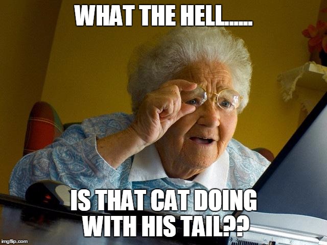 Grandma Finds The Internet | WHAT THE HELL...... IS THAT CAT DOING WITH HIS TAIL?? | image tagged in memes,grandma finds the internet | made w/ Imgflip meme maker