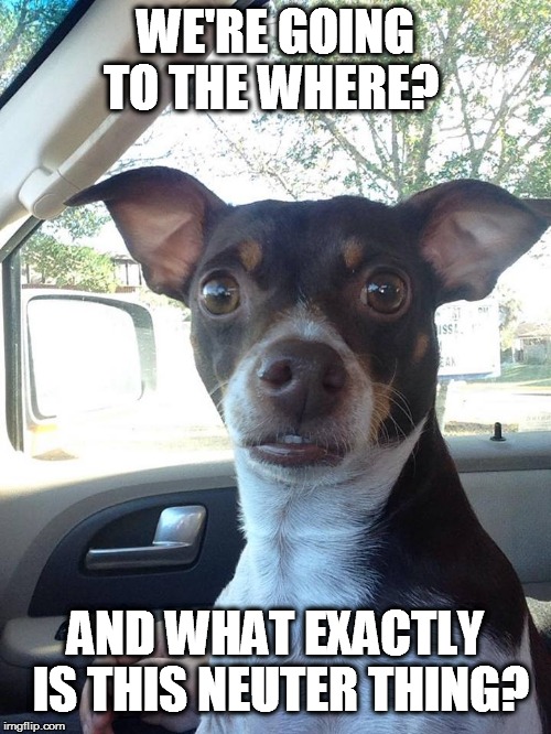 Mojo | WE'RE GOING TO THE WHERE? AND WHAT EXACTLY IS THIS NEUTER THING? | image tagged in mojo | made w/ Imgflip meme maker
