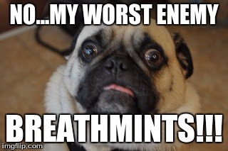 Pug worried | NO...MY WORST ENEMY BREATHMINTS!!! | image tagged in pug worried | made w/ Imgflip meme maker