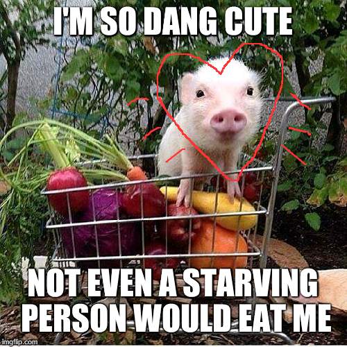 baby pig please do not eat bacon | I'M SO DANG CUTE NOT EVEN A STARVING PERSON WOULD EAT ME | image tagged in baby pig please do not eat bacon | made w/ Imgflip meme maker