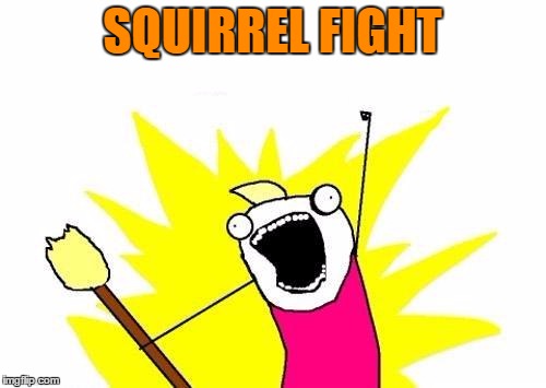 X All The Y Meme | SQUIRREL FIGHT | image tagged in memes,x all the y | made w/ Imgflip meme maker