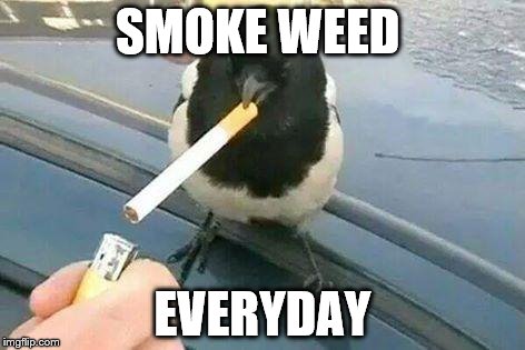 piebald crow smoking a cigarette | SMOKE WEED EVERYDAY | image tagged in piebald crow smoking a cigarette | made w/ Imgflip meme maker