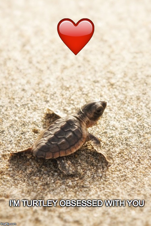 Be my turtle love | ❤️ I'M TURTLEY OBSESSED WITH YOU | image tagged in baby turtle,sea turtle,love,i'm turtley obsessed,obsessed with you | made w/ Imgflip meme maker