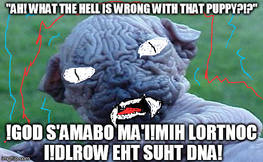 "Brain Dog" | "AH! WHAT THE HELL IS WRONG WITH THAT PUPPY?!?" !GOD S'AMABO MA'I!MIH LORTNOC I!DLROW EHT SUHT DNA! | image tagged in brain dog | made w/ Imgflip meme maker