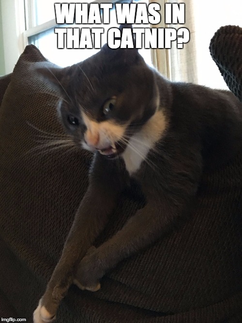 WHAT WAS IN THAT CATNIP? | image tagged in suki | made w/ Imgflip meme maker