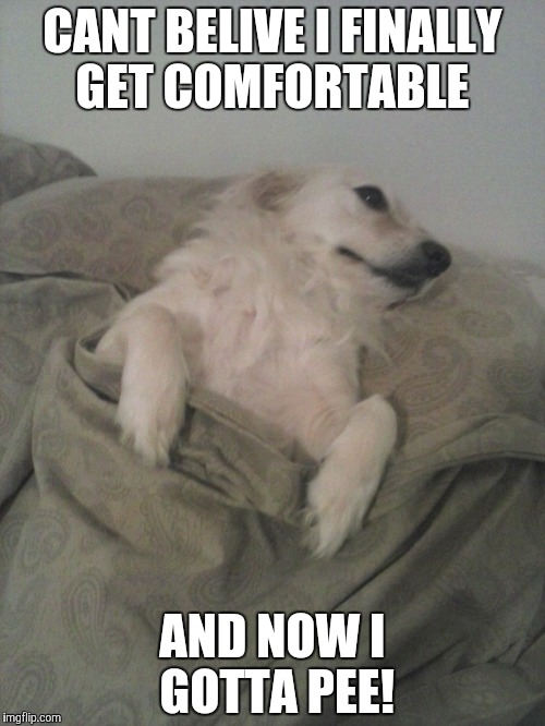 sleepy dog | CANT BELIVE I FINALLY GET COMFORTABLE AND NOW I GOTTA PEE! | image tagged in sleepy dog | made w/ Imgflip meme maker