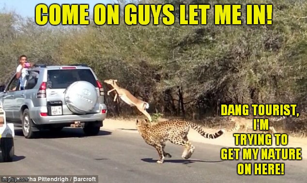 Deer Taxi | COME ON GUYS LET ME IN! DANG TOURIST, I'M TRYING TO GET MY NATURE ON HERE! | image tagged in nature,funny | made w/ Imgflip meme maker