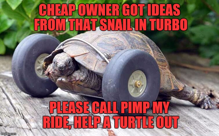 Turdon't | CHEAP OWNER GOT IDEAS FROM THAT SNAIL IN TURBO PLEASE CALL PIMP MY RIDE, HELP A TURTLE OUT | image tagged in turtle | made w/ Imgflip meme maker