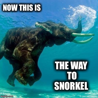 Snorkeling elephant  | NOW THIS IS THE WAY TO SNORKEL | image tagged in snorkeling elephant,snorkeling,elephant | made w/ Imgflip meme maker