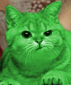 RayCat Annoyed | . | image tagged in raycat annoyed | made w/ Imgflip meme maker