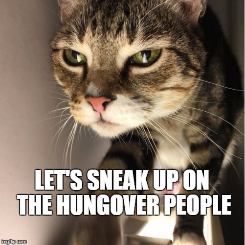 Sneaky Cat | LET'S SNEAK UP ON THE HUNGOVER PEOPLE | image tagged in bytox,cat,hungover | made w/ Imgflip meme maker