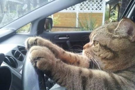 High Quality Cat Driving 1 Blank Meme Template