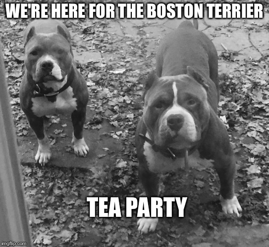 Big Bully's  | WE'RE HERE FOR THE BOSTON TERRIER TEA PARTY | image tagged in pitbull,funny dogs,we got us a badass over here | made w/ Imgflip meme maker