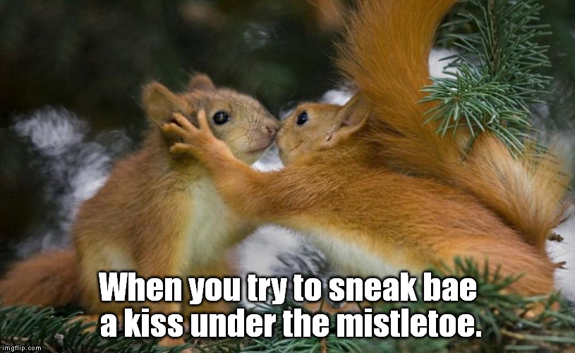 Squirrels Kissing - Imgflip