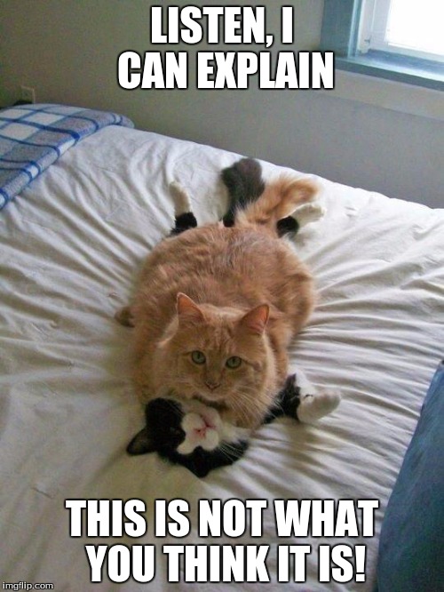 funny cats | LISTEN, I CAN EXPLAIN THIS IS NOT WHAT YOU THINK IT IS! | image tagged in funny cats | made w/ Imgflip meme maker