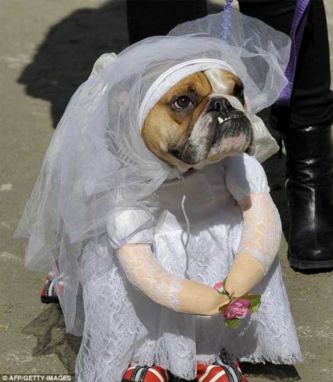 High Quality Bulldogwedding Blank Meme Template