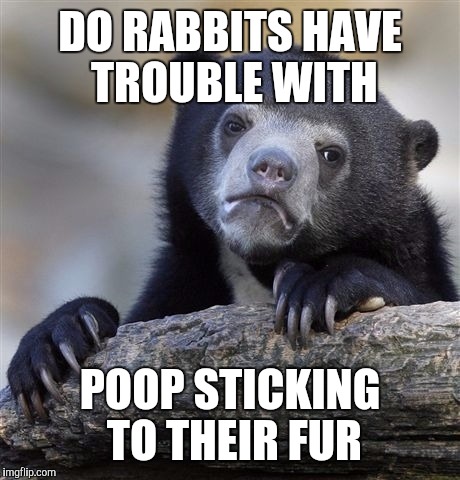 Confession Bear Meme | DO RABBITS HAVE TROUBLE WITH POOP STICKING TO THEIR FUR | image tagged in memes,confession bear | made w/ Imgflip meme maker