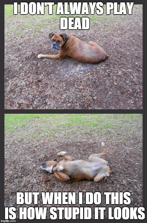 I DON'T ALWAYSPLAY DEAD BUT WHEN I DO THIS IS HOW STUPID IT LOOKS | image tagged in funny dogs | made w/ Imgflip meme maker