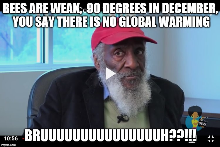 global warming | BEES ARE WEAK,  90 DEGREES IN DECEMBER, YOU SAY THERE IS NO GLOBAL WARMING BRUUUUUUUUUUUUUUUH??!!! | image tagged in global warming | made w/ Imgflip meme maker