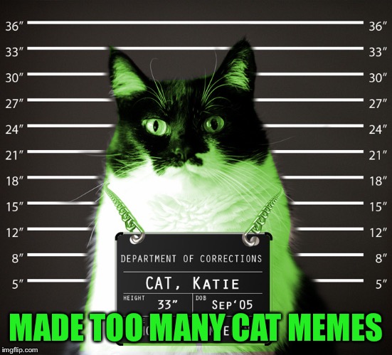 RayCat Incarcerated | MADE TOO MANY CAT MEMES | image tagged in raycat incarcerated | made w/ Imgflip meme maker
