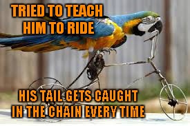 TRIED TO TEACH HIM TO RIDE HIS TAIL GETS CAUGHT IN THE CHAIN EVERY TIME | made w/ Imgflip meme maker