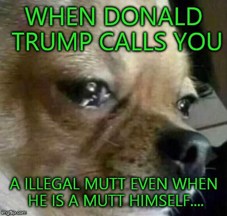 Dog Problems | WHEN DONALD TRUMP CALLS YOU A ILLEGAL MUTT EVEN WHEN HE IS A MUTT HIMSELF.... | image tagged in dog problems | made w/ Imgflip meme maker