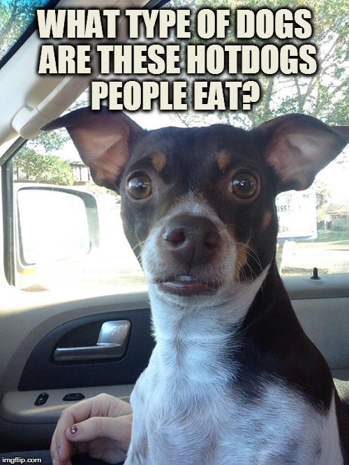 Mojo | WHAT TYPE OF DOGS ARE THESE HOTDOGS PEOPLE EAT? | image tagged in mojo | made w/ Imgflip meme maker
