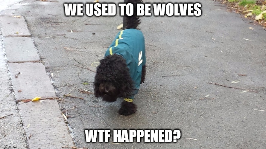 WE USED TO BE WOLVES WTF HAPPENED? | image tagged in funny dogs | made w/ Imgflip meme maker