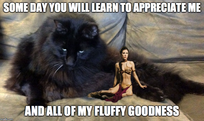 SOME DAY YOU WILL LEARN TO APPRECIATE ME AND ALL OF MY FLUFFY GOODNESS | image tagged in jabba cat | made w/ Imgflip meme maker