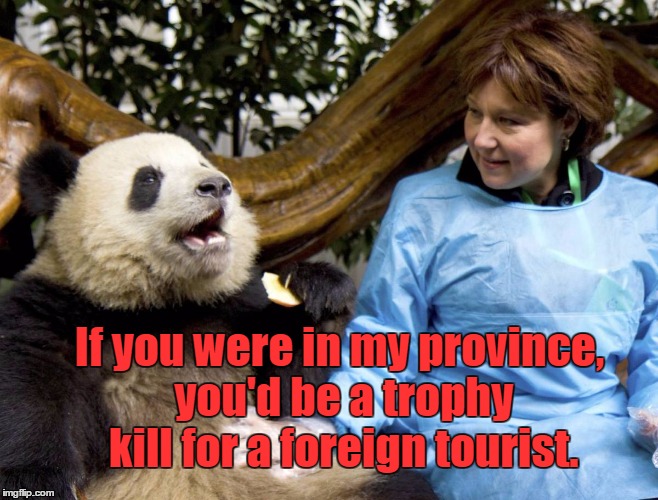 BC Government and nature | If you were in my province, you'd be a trophy kill for a foreign tourist. | image tagged in grizzly kill,christy clark,nothing sacred | made w/ Imgflip meme maker