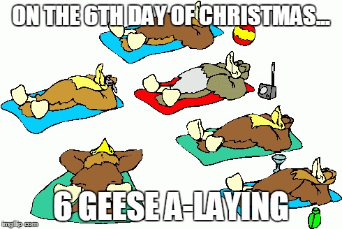 6 geese a laying | ON THE 6TH DAY OF CHRISTMAS... 6 GEESE A-LAYING | image tagged in geese,laying,6 | made w/ Imgflip meme maker