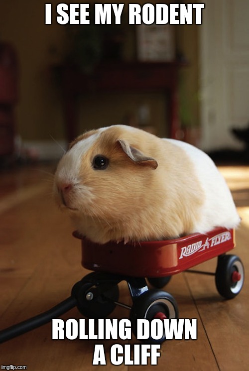 Hamster Wagon They See Me Roein' | I SEE MY RODENT ROLLING DOWN A CLIFF | image tagged in hamster wagon they see me roein' | made w/ Imgflip meme maker