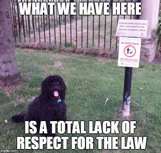 Leads? We don' need no steenkin' leads. | WHAT WE HAVE HERE IS A TOTAL LACK OF RESPECT FOR THE LAW | image tagged in funny dogs | made w/ Imgflip meme maker