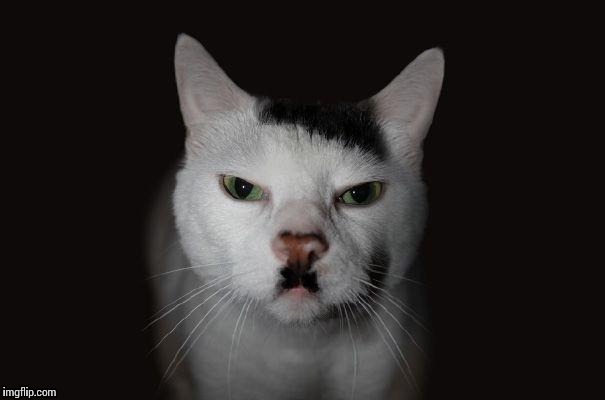 Hitler Cat Blank Meme Template