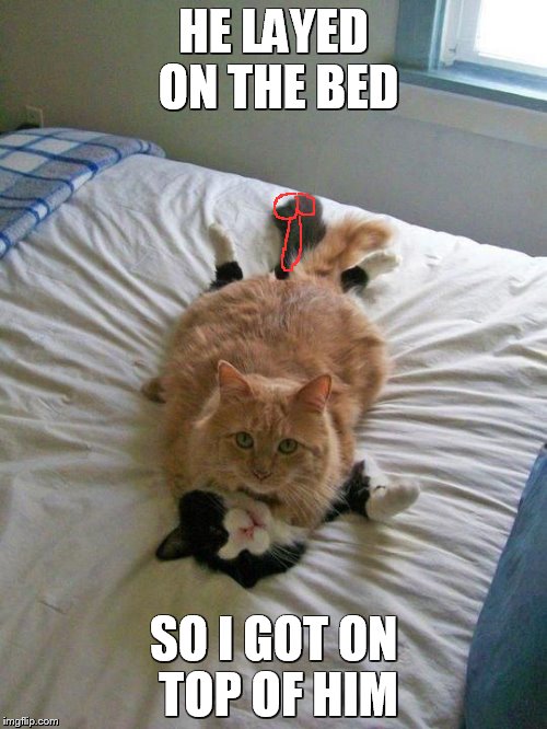funny cats | HE LAYED ON THE BED SO I GOT ON TOP OF HIM | image tagged in funny cats | made w/ Imgflip meme maker