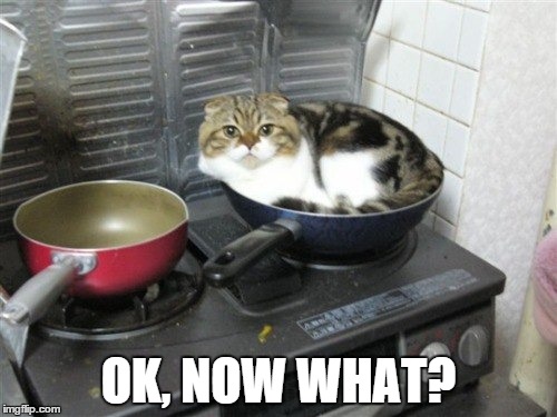 OK, NOW WHAT? | image tagged in cat,meme,memes | made w/ Imgflip meme maker
