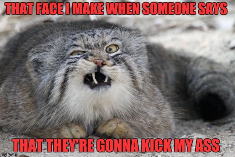 weird cat with weird face | THAT FACE I MAKE WHEN SOMEONE SAYS THAT THEY'RE GONNA KICK MY ASS | image tagged in weird cat with weird face | made w/ Imgflip meme maker