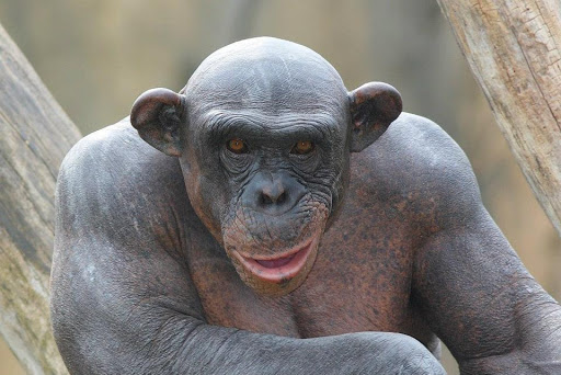 Jimme Chimp Blank Meme Template