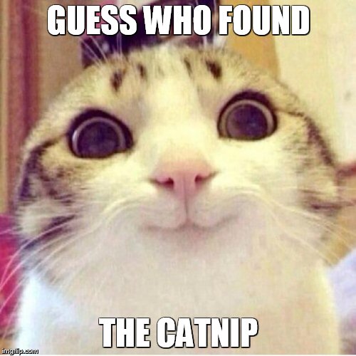 Happy cat | GUESS WHO FOUND THE CATNIP | image tagged in happy cat | made w/ Imgflip meme maker