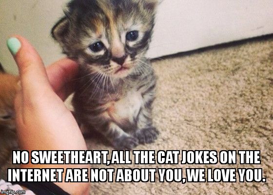 Sad kitty, hurt kitty, little ball of fear. | NO SWEETHEART, ALL THE CAT JOKES ON THE INTERNET ARE NOT ABOUT YOU, WE LOVE YOU. | image tagged in sad kitten | made w/ Imgflip meme maker