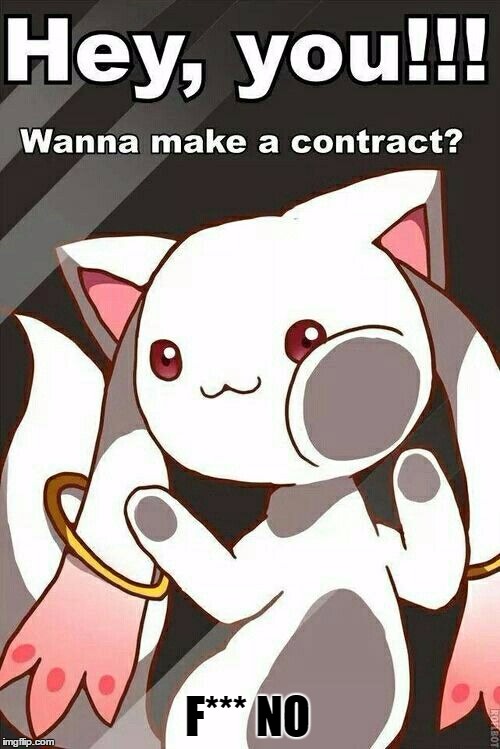 Wanna Make a Contract? | F*** NO | image tagged in contract,cat,creepy | made w/ Imgflip meme maker