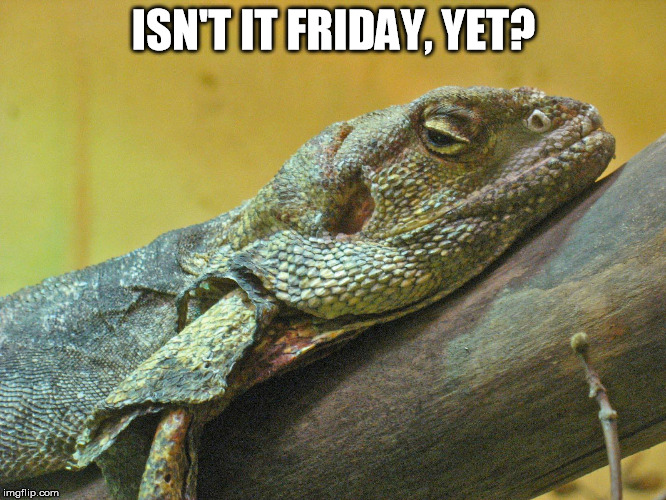 Isn't it Friday, yet? | ISN'T IT FRIDAY, YET? | image tagged in tired,reptile,frilled lizard | made w/ Imgflip meme maker