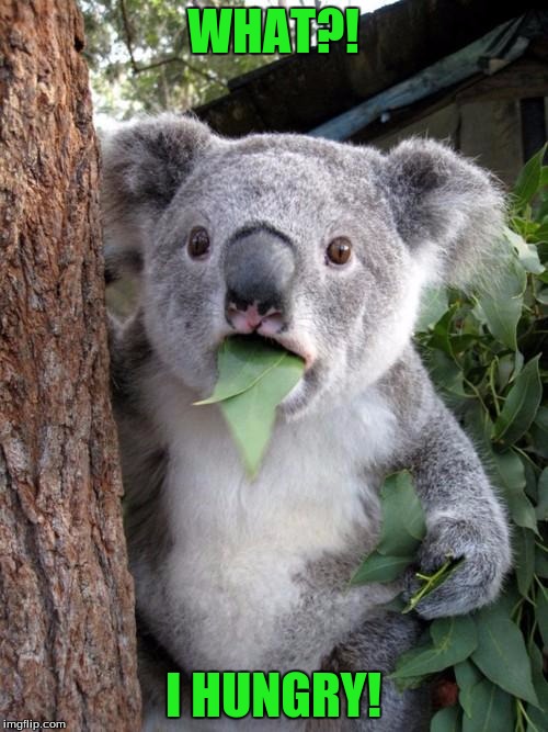 Surprised Koala | WHAT?! I HUNGRY! | image tagged in memes,surprised koala | made w/ Imgflip meme maker