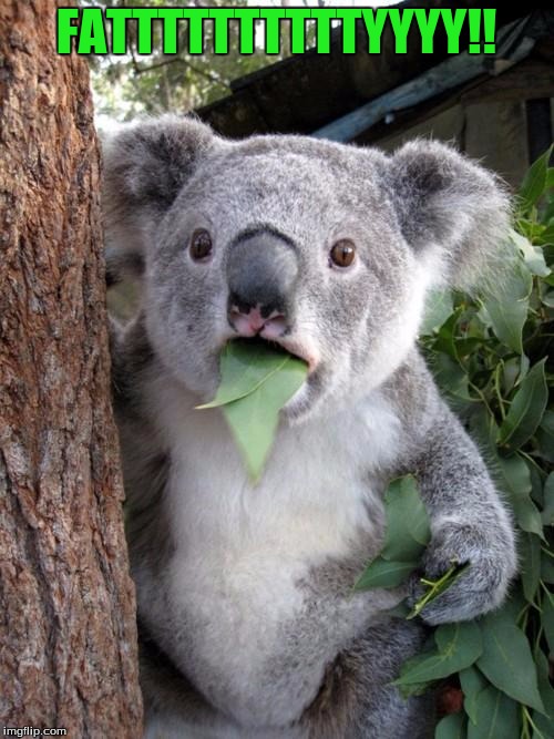 Surprised Koala | FATTTTTTTTTTYYYY!! | image tagged in memes,surprised koala | made w/ Imgflip meme maker