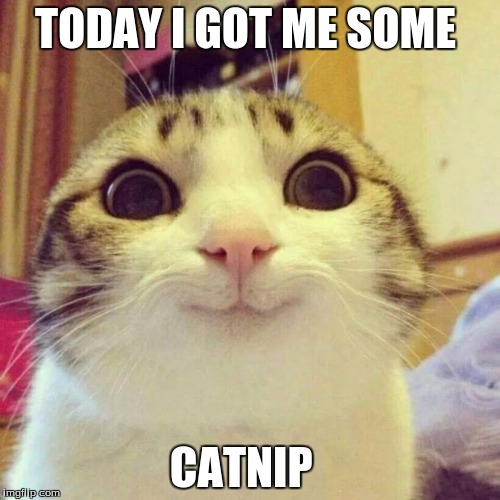 Smiling Cat Meme | TODAY I GOT ME SOME CATNIP | image tagged in memes,smiling cat | made w/ Imgflip meme maker