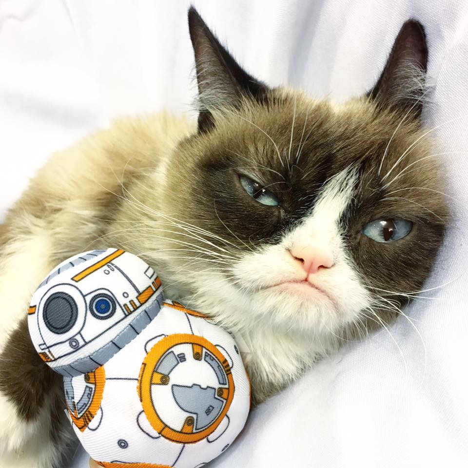 Grumpy Cat Star Wars Blank Meme Template