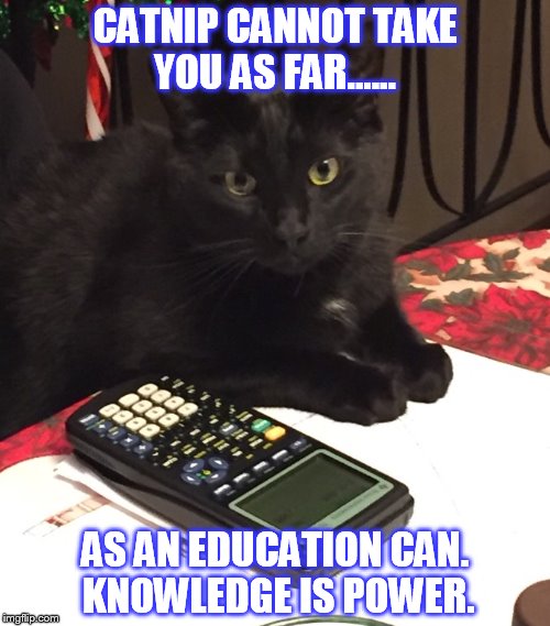 knowledge is power | CATNIP CANNOT TAKE YOU AS FAR...... AS AN EDUCATION CAN. KNOWLEDGE IS POWER. | image tagged in intelligence | made w/ Imgflip meme maker