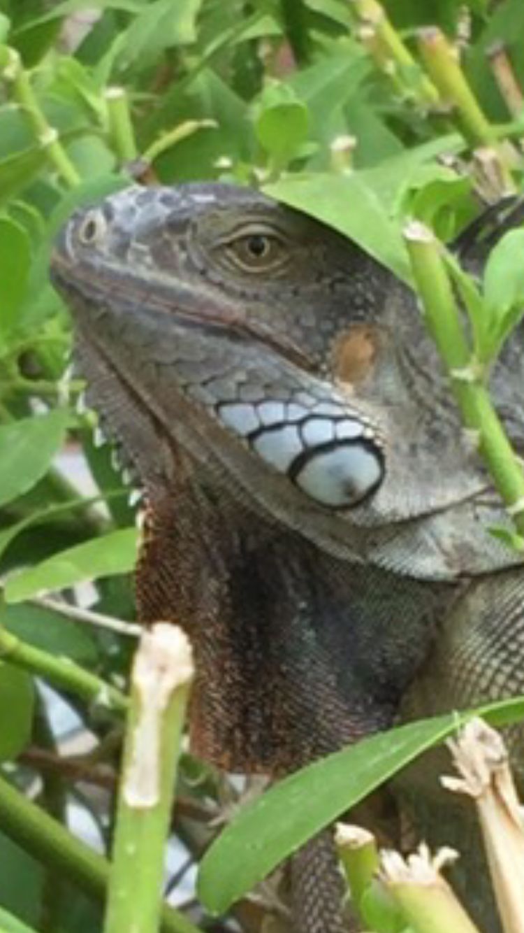 High Quality Iguana  Blank Meme Template
