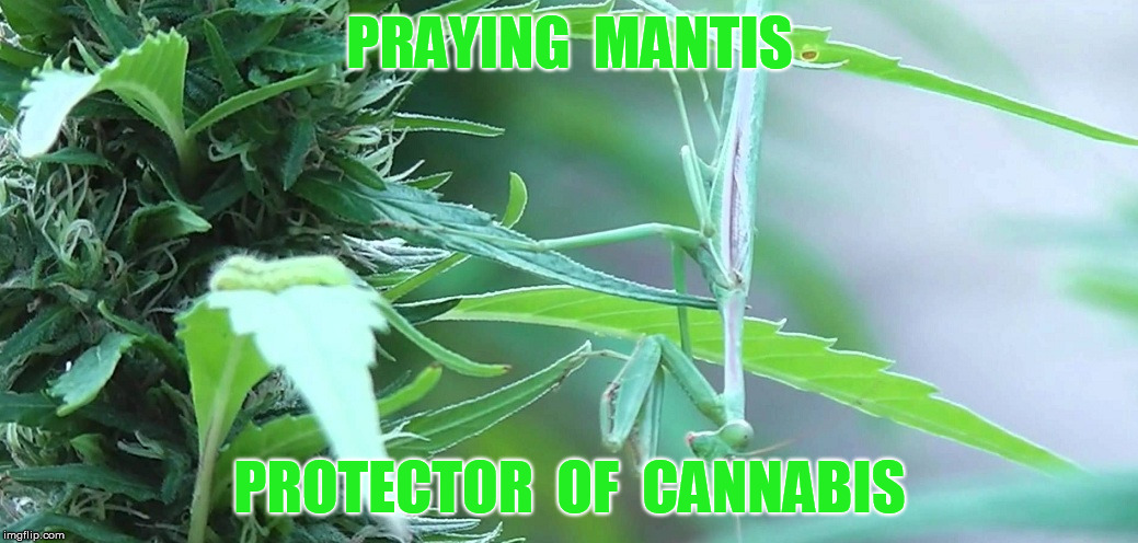 Praying Mantis Protector of Cannabis | PRAYING  MANTIS PROTECTOR  OF  CANNABIS | image tagged in weed,cannabis,praying mantis,mantis | made w/ Imgflip meme maker