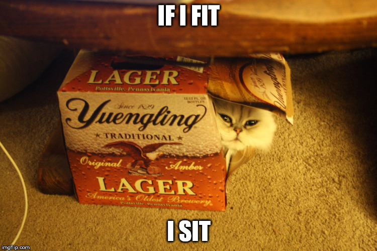 If I fit, I sit | IF I FIT I SIT | image tagged in cute cat,cute,funny,funny memes,funny meme,beer | made w/ Imgflip meme maker